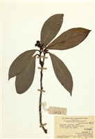 藏品(絨毛潤楠)的圖片